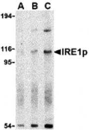 Western blot - IRE1p Antibody from Signalway Antibody (24370) - Antibodies.com