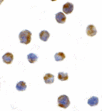 Immunocytochemistry - IRE1p Antibody from Signalway Antibody (24370) - Antibodies.com