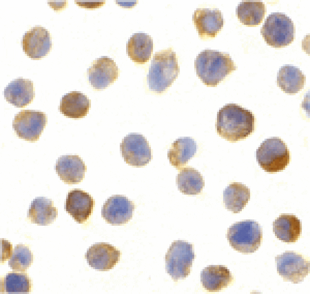 Immunocytochemistry - CTRP2 Antibody from Signalway Antibody (24377) - Antibodies.com