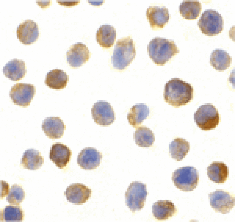 Immunocytochemistry - CTRP2 Antibody from Signalway Antibody (24377) - Antibodies.com