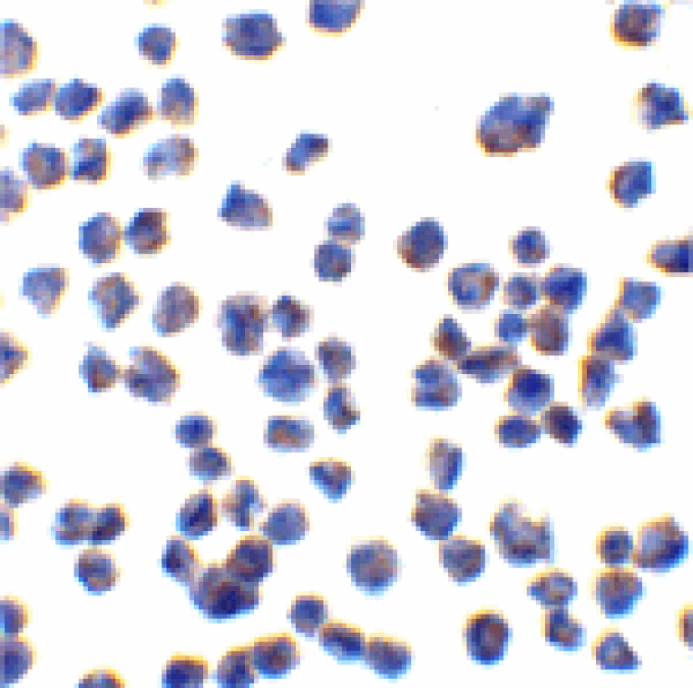 Immunocytochemistry - CTRP7 Antibody from Signalway Antibody (24378) - Antibodies.com