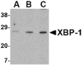 Western blot - XBP-1 Antibody from Signalway Antibody (24384) - Antibodies.com
