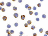 Immunocytochemistry - XBP-1 Antibody from Signalway Antibody (24384) - Antibodies.com