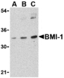 Western blot - BMI-1 Antibody from Signalway Antibody (24394) - Antibodies.com