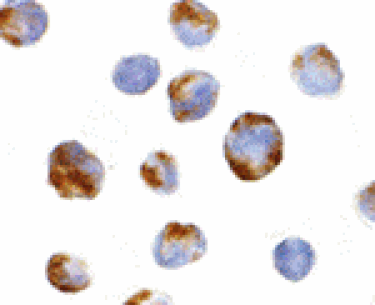 Immunocytochemistry - BMI-1 Antibody from Signalway Antibody (24394) - Antibodies.com