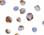 Immunocytochemistry - BMI-1 Antibody from Signalway Antibody (24394) - Antibodies.com