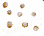 Immunocytochemistry - IL-23 Antibody from Signalway Antibody (24410) - Antibodies.com
