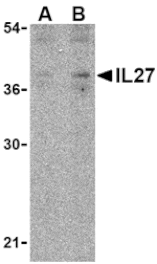 Western blot - IL-27 Antibody from Signalway Antibody (24412) - Antibodies.com