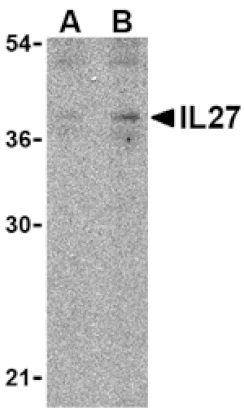 Western blot - IL-27 Antibody from Signalway Antibody (24412) - Antibodies.com