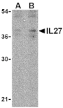 Western blot - IL-27 Antibody from Signalway Antibody (24412) - Antibodies.com