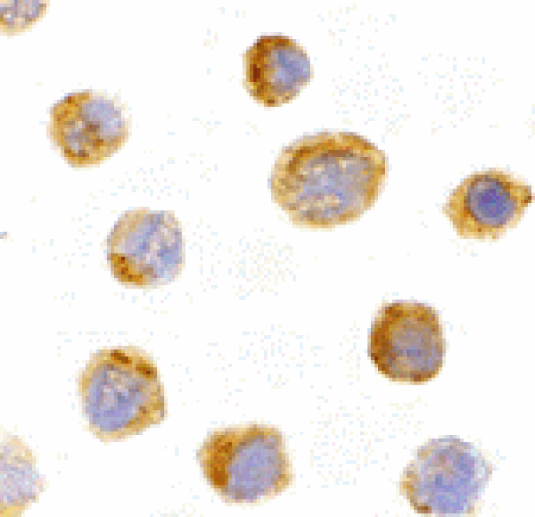 Immunocytochemistry - IL-27 Antibody from Signalway Antibody (24412) - Antibodies.com
