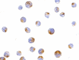 Immunocytochemistry - TIM-4 Antibody from Signalway Antibody (24419) - Antibodies.com