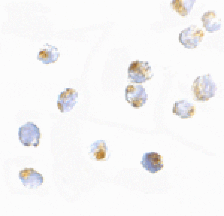 Immunocytochemistry - ORAI2 Antibody from Signalway Antibody (24521) - Antibodies.com