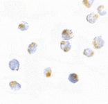 Immunocytochemistry - ORAI2 Antibody from Signalway Antibody (24521) - Antibodies.com