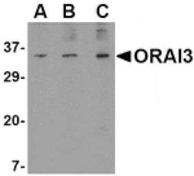 Western blot - ORAI3 Antibody from Signalway Antibody (24522) - Antibodies.com