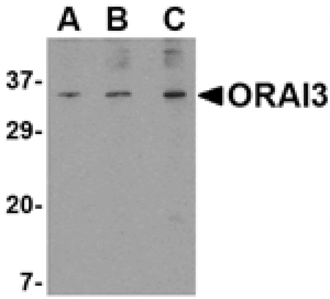 Western blot - ORAI3 Antibody from Signalway Antibody (24522) - Antibodies.com