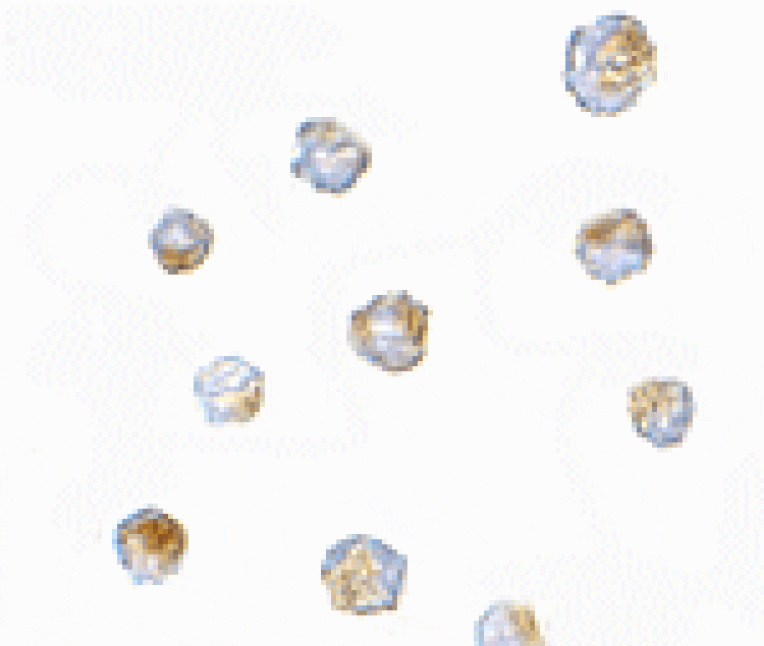 Immunocytochemistry - ORAI3 Antibody from Signalway Antibody (24522) - Antibodies.com