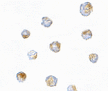 Immunocytochemistry - ORAI3 Antibody from Signalway Antibody (24522) - Antibodies.com