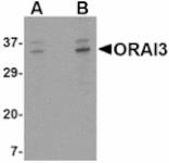 Western blot - ORAI3 Antibody from Signalway Antibody (24532) - Antibodies.com