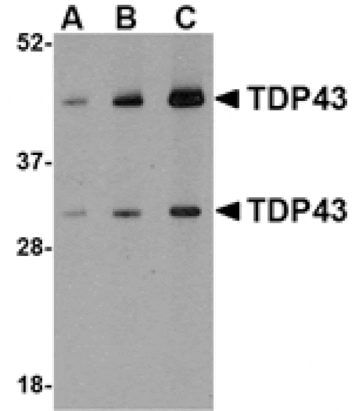 Western blot - TDP43 Antibody from Signalway Antibody (24556) - Antibodies.com