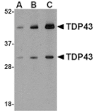 Western blot - TDP43 Antibody from Signalway Antibody (24556) - Antibodies.com
