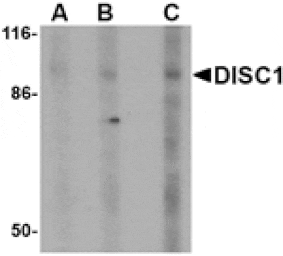 Western blot - DISC1 Antibody from Signalway Antibody (24562) - Antibodies.com