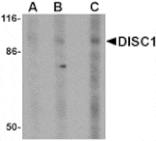 Western blot - DISC1 Antibody from Signalway Antibody (24562) - Antibodies.com