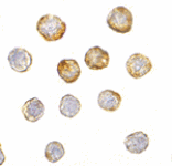 Immunocytochemistry - DISC1 Antibody from Signalway Antibody (24562) - Antibodies.com