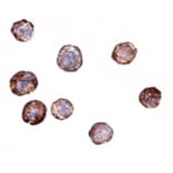 Immunocytochemistry - ATG16 Antibody from Signalway Antibody (24619) - Antibodies.com