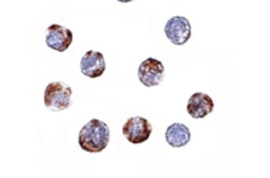 Immunocytochemistry - ATG16 Antibody from Signalway Antibody (24620) - Antibodies.com