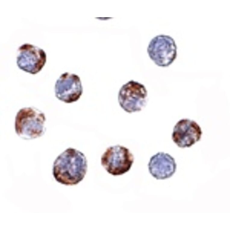 Immunocytochemistry - ATG16 Antibody from Signalway Antibody (24620) - Antibodies.com