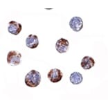 Immunocytochemistry - ATG16 Antibody from Signalway Antibody (24620) - Antibodies.com