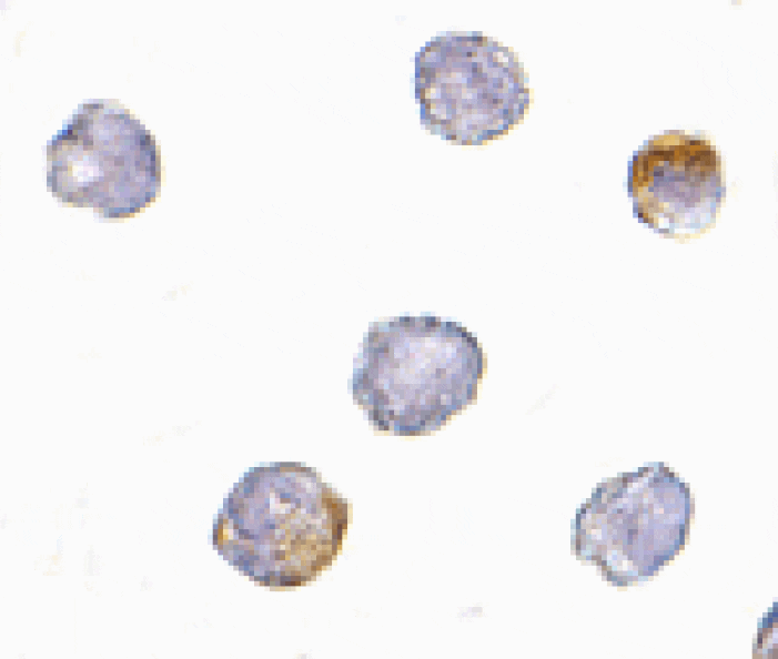 Immunocytochemistry - GRTP1 Antibody from Signalway Antibody (24676) - Antibodies.com