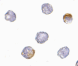 Immunocytochemistry - GRTP1 Antibody from Signalway Antibody (24676) - Antibodies.com