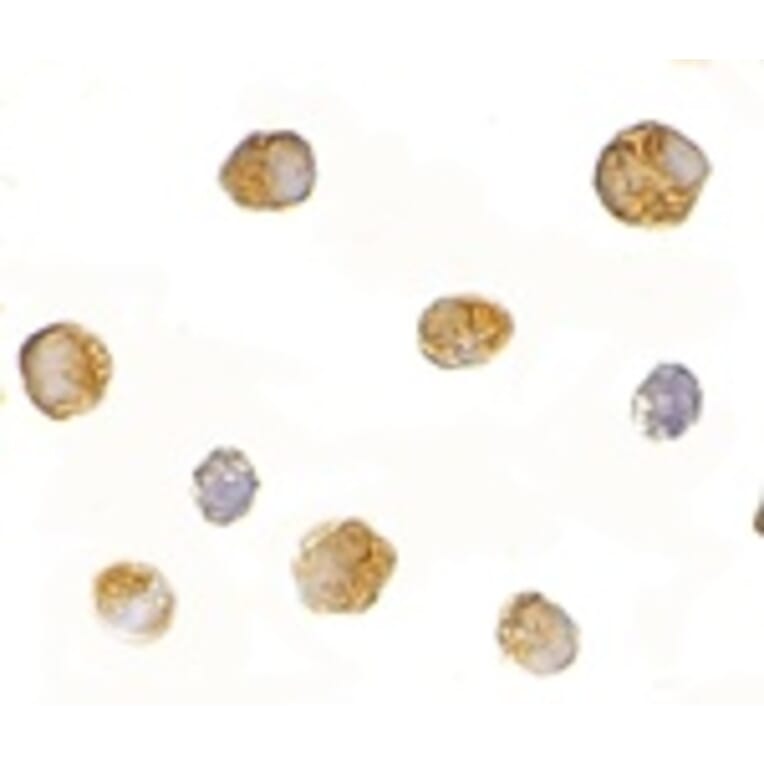 Immunocytochemistry - BICD1 Antibody from Signalway Antibody (24710) - Antibodies.com