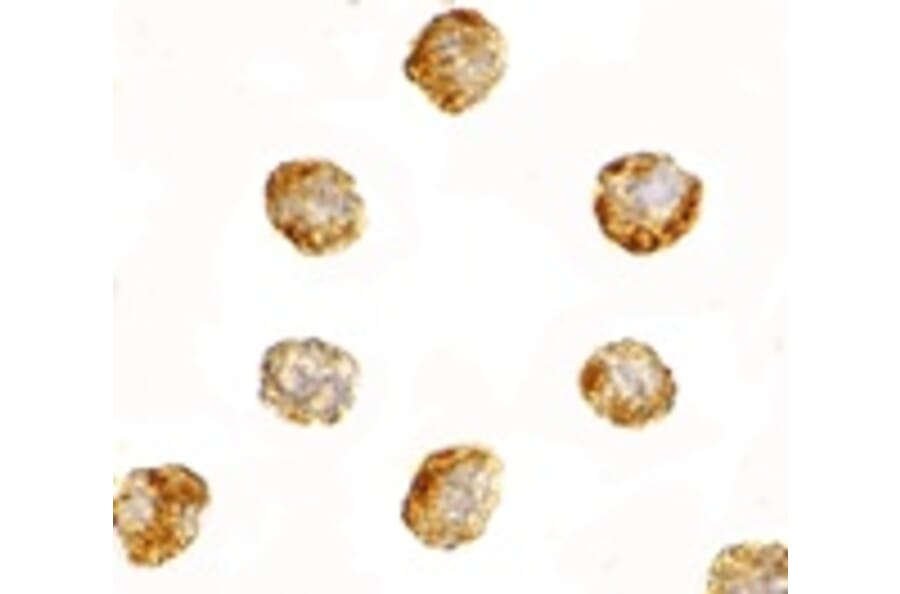 Immunocytochemistry - DNAL1 Antibody from Signalway Antibody (24729) - Antibodies.com