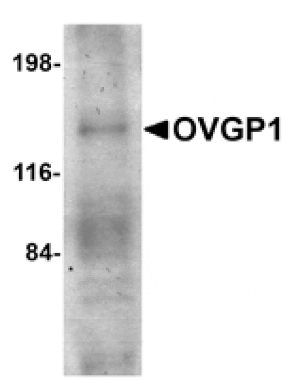 Western blot - OVGP1 Antibody from Signalway Antibody (24740) - Antibodies.com