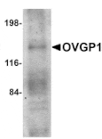Western blot - OVGP1 Antibody from Signalway Antibody (24740) - Antibodies.com