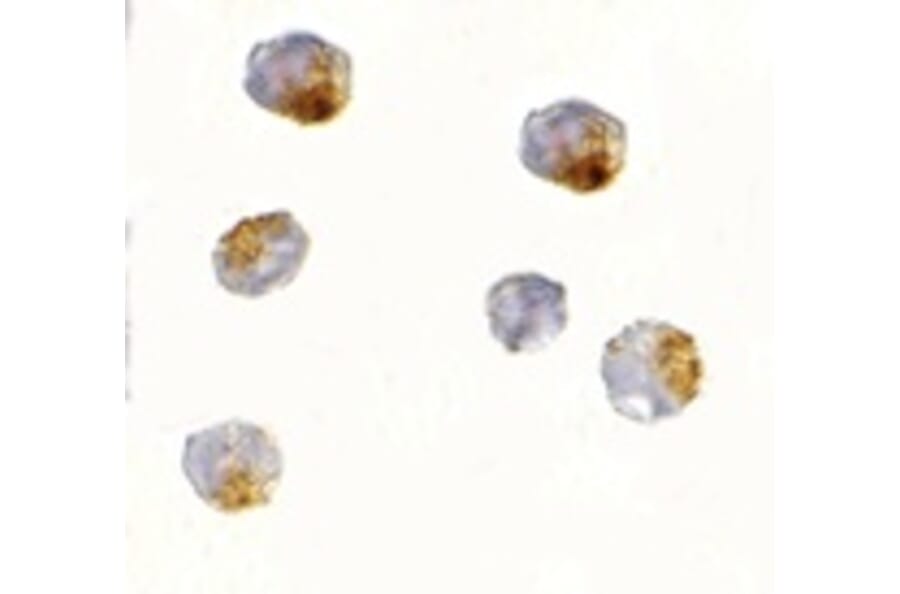 Immunocytochemistry - OVGP1 Antibody from Signalway Antibody (24740) - Antibodies.com