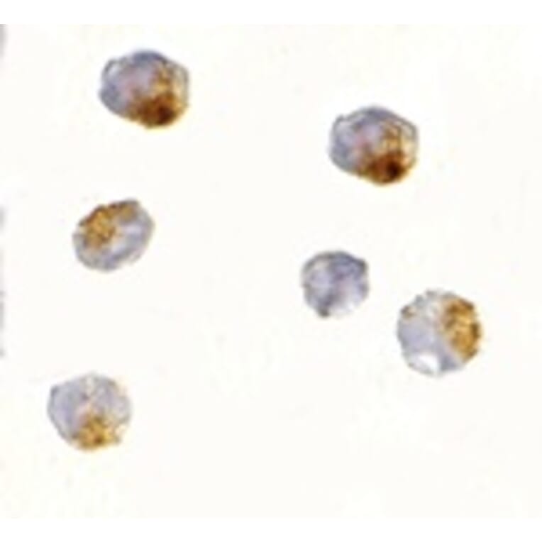 Immunocytochemistry - OVGP1 Antibody from Signalway Antibody (24740) - Antibodies.com