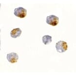 Immunocytochemistry - OVGP1 Antibody from Signalway Antibody (24740) - Antibodies.com