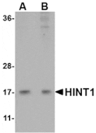 Western blot - HINT1 Antibody from Signalway Antibody (24763) - Antibodies.com