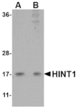 Western blot - HINT1 Antibody from Signalway Antibody (24763) - Antibodies.com