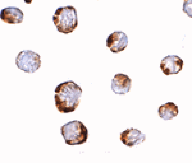 Immunocytochemistry - HINT1 Antibody from Signalway Antibody (24763) - Antibodies.com