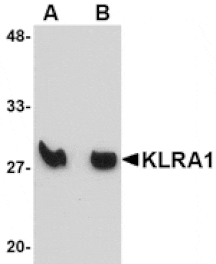 Western blot - KLRA1 Antibody from Signalway Antibody (24828) - Antibodies.com