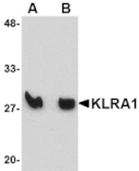 Western blot - KLRA1 Antibody from Signalway Antibody (24828) - Antibodies.com