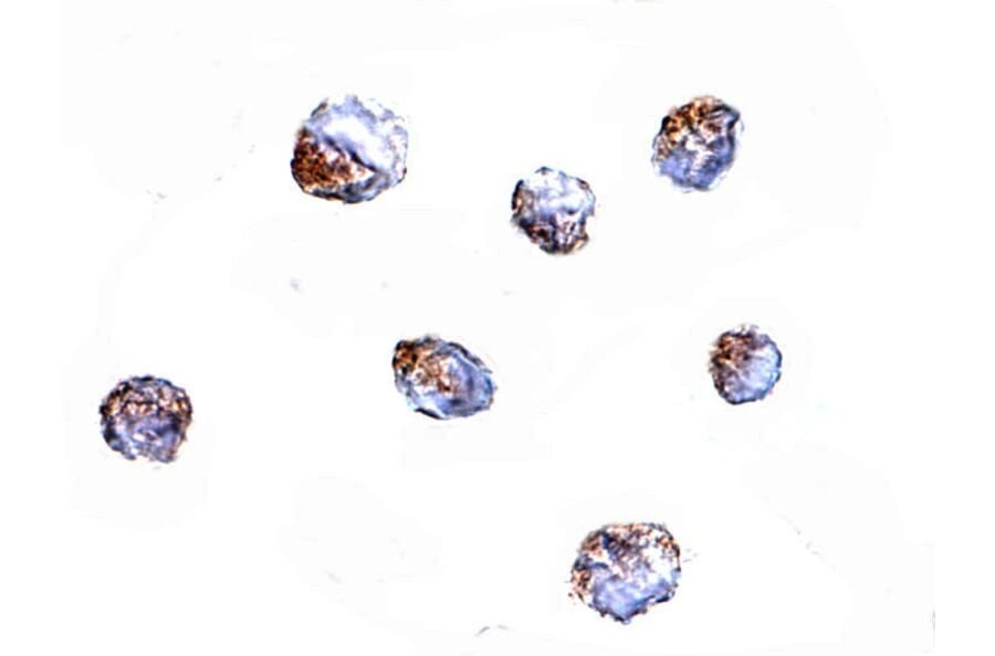 Immunocytochemistry - KLRA1 Antibody from Signalway Antibody (24828) - Antibodies.com