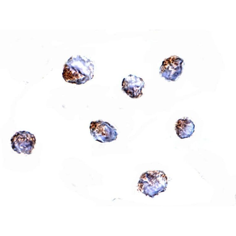 Immunocytochemistry - KLRA1 Antibody from Signalway Antibody (24828) - Antibodies.com