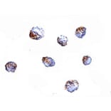 Immunocytochemistry - KLRA1 Antibody from Signalway Antibody (24828) - Antibodies.com