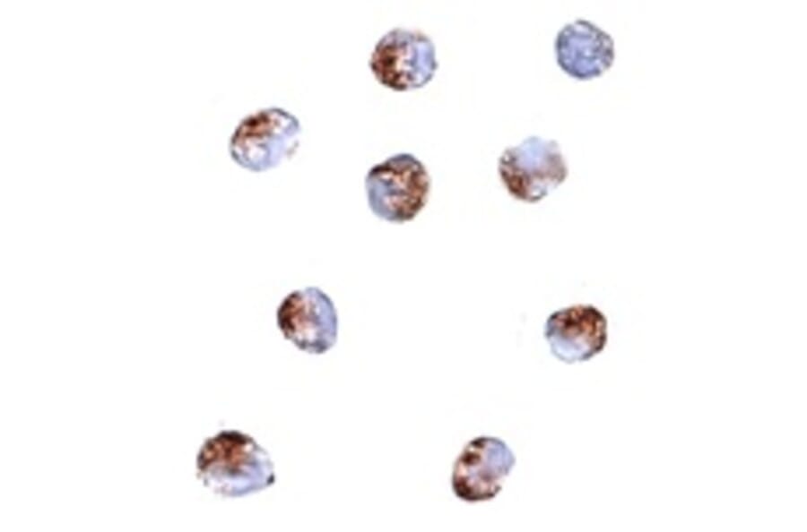 Immunocytochemistry - PDCD5 Antibody from Signalway Antibody (24834) - Antibodies.com